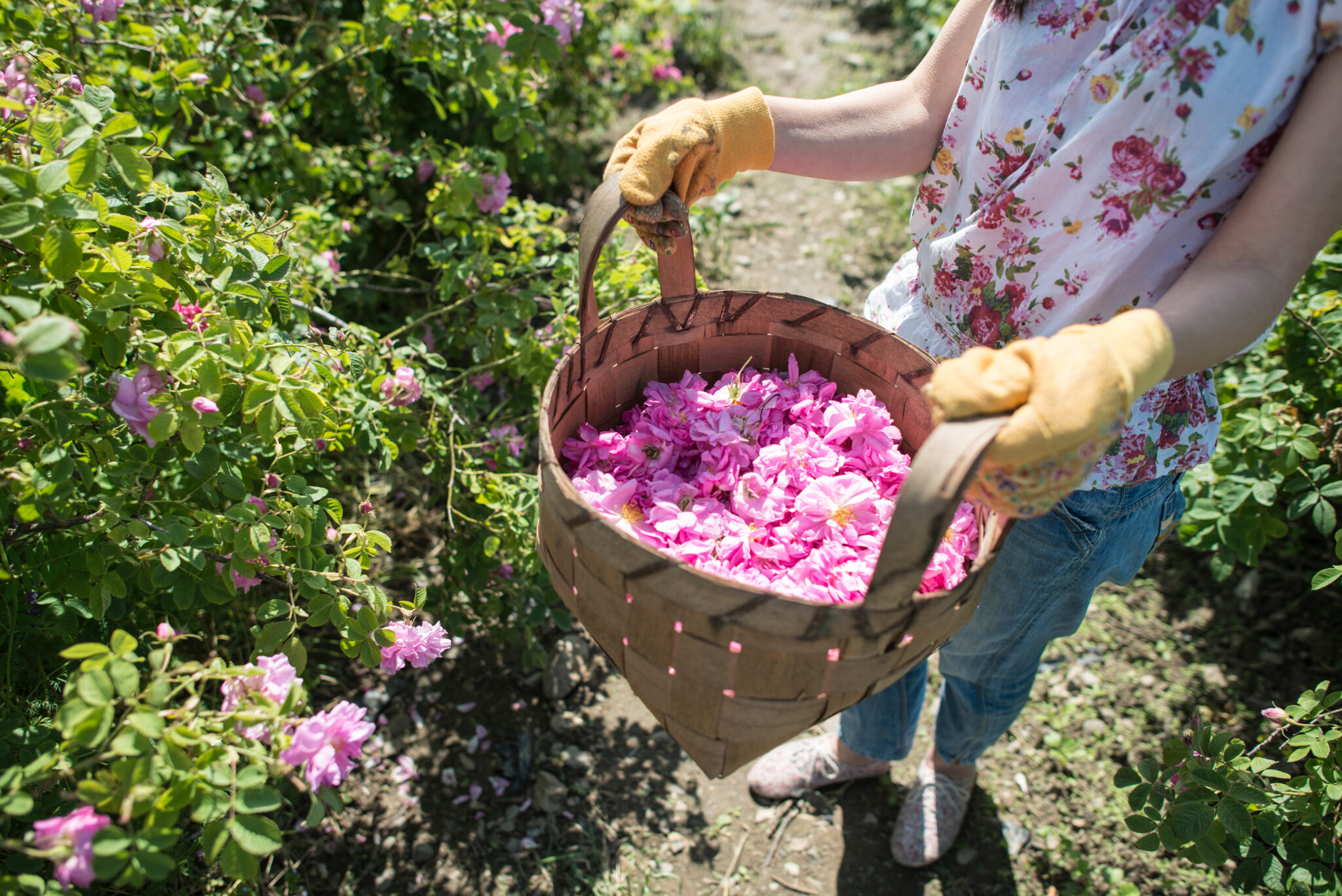 Harvesting the Future - Rose in Türkiye - Fair Labor Association